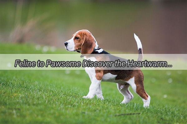 Feline to Pawsome Discover the Heartwarming Journey of Rehoming Your Unwanted Cat or Dog